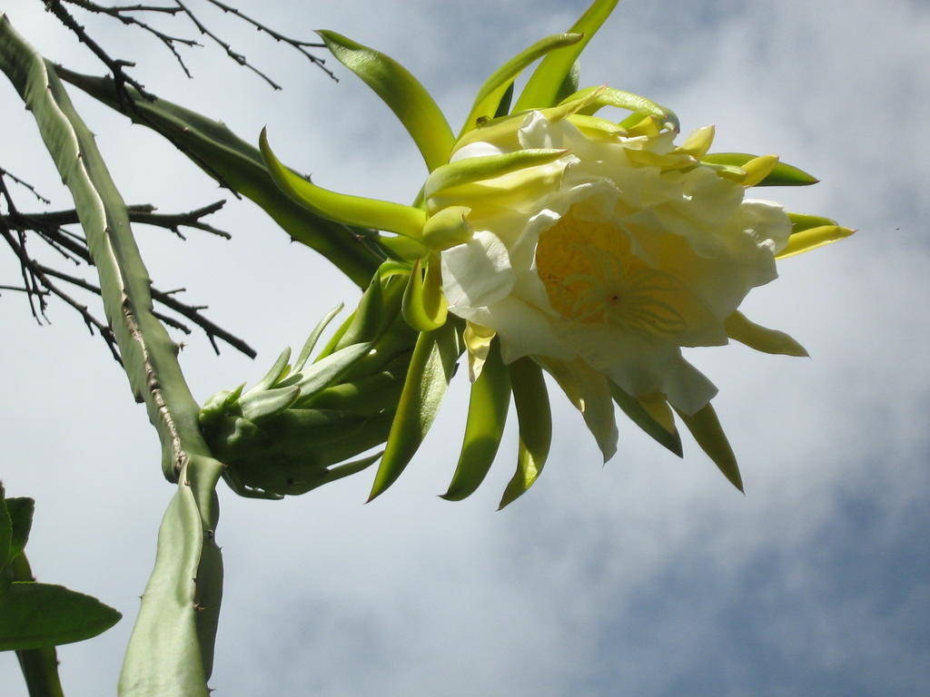 Posada El Jardin Ticul Luaran gambar